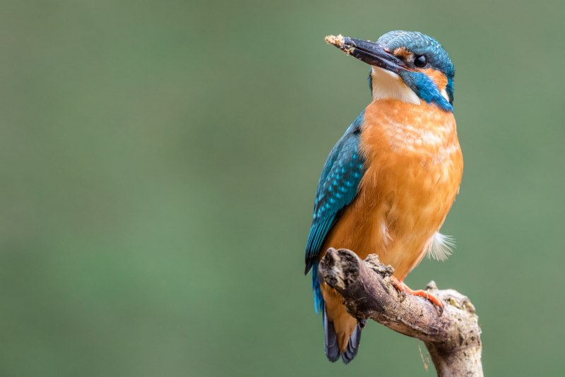 Marty Bird