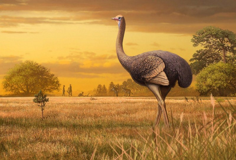 Pachystruthio dmanisensis птица