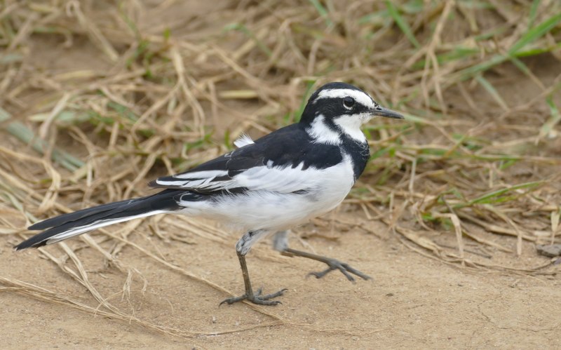 Myron Wagtail Jarvis