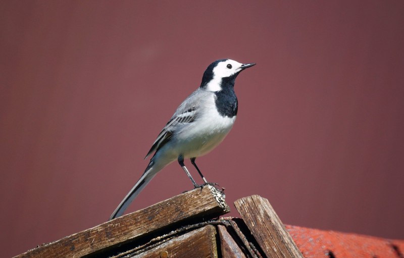 Pied Wagtail