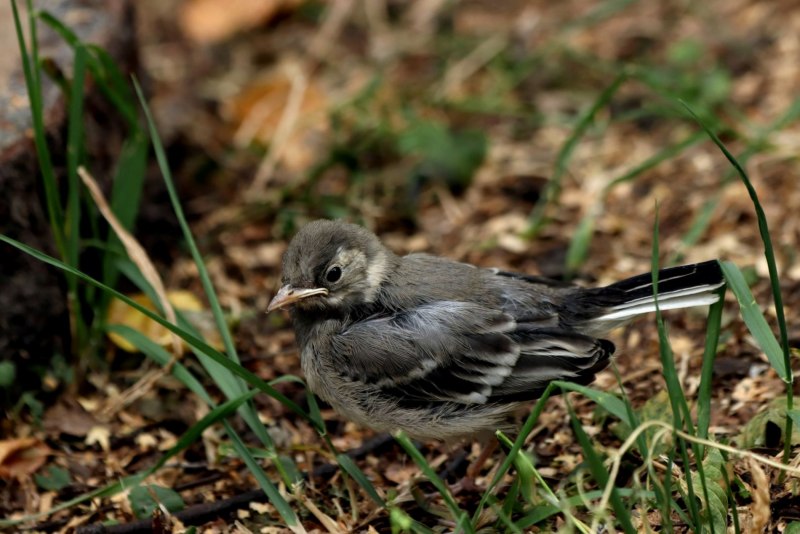 Motacilla personata