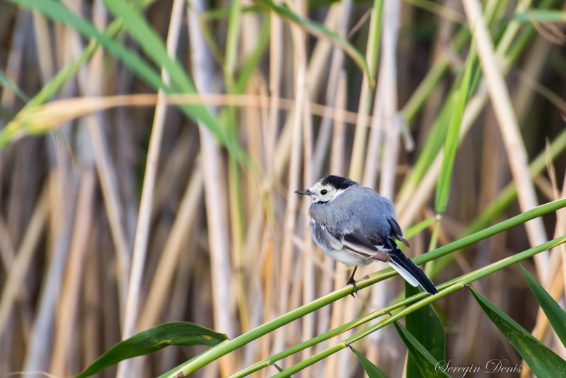 Motacilla Grandis