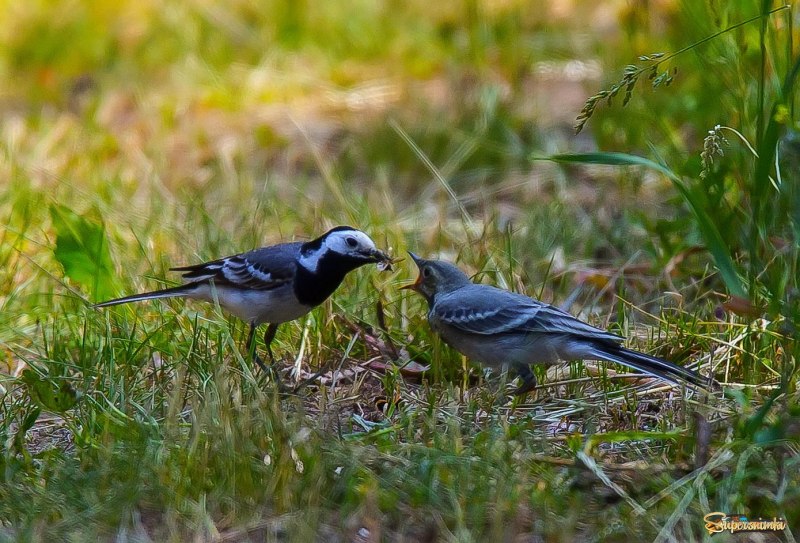 Белая трясогузка (Motacilla Alba)
