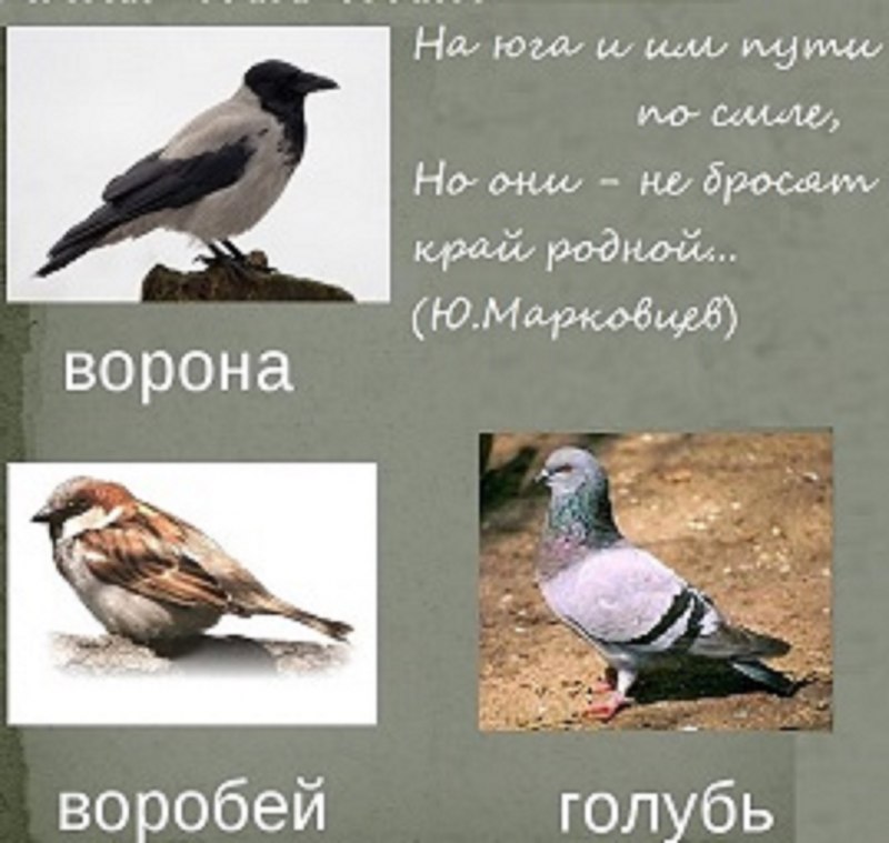 Воробьи голуби вороны