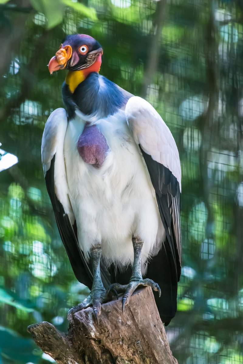 Sarcoramphus Papa