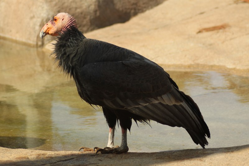 Coragyps atratus