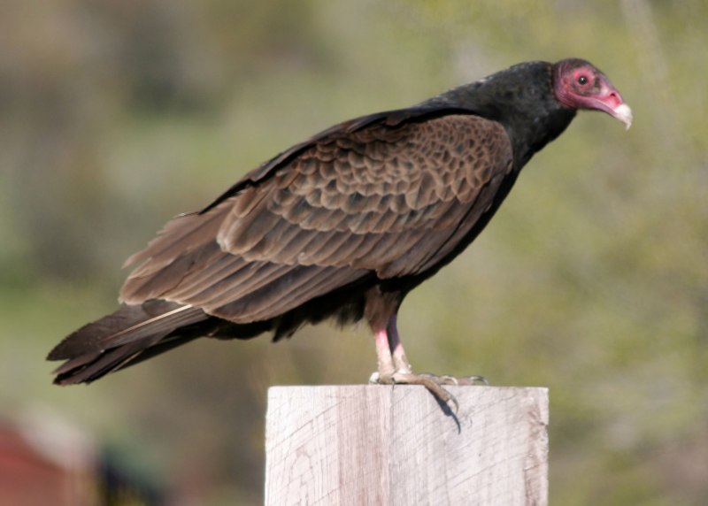 Black Buzzard