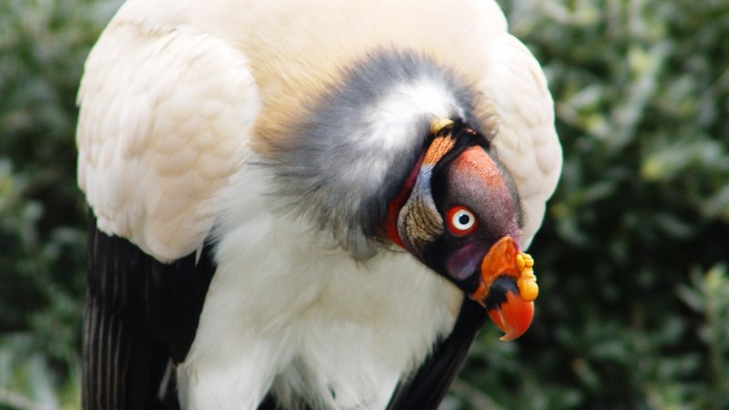 Gyps africanus