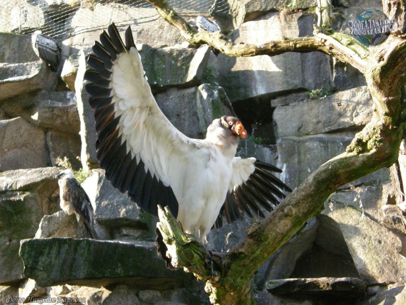 Король гриф