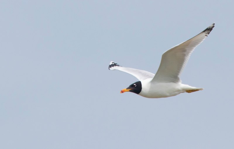 Черноголовый хохотун – Larus ichthyaetus Pallas