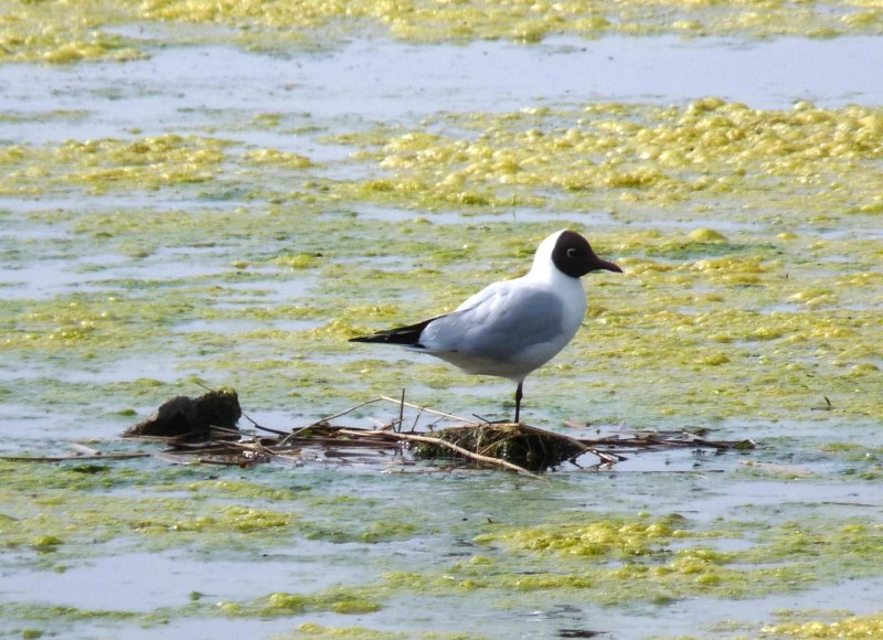 Черноголовый хохотун - Larus ichthyaetus Pallas, 1773