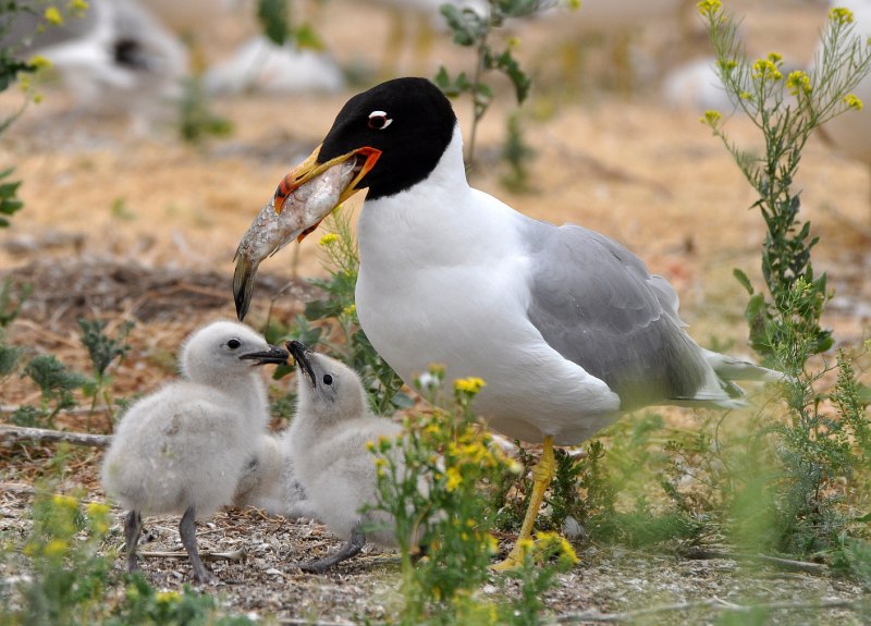 Черноголовый хохотун (Larus ichthyaetus)