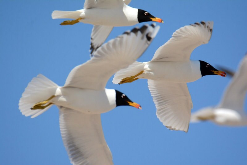 Черноголовый хохотун Larus ichthyaetus ареал