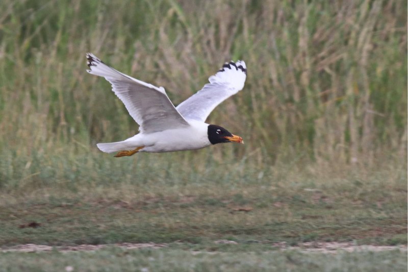 Sooty Gull