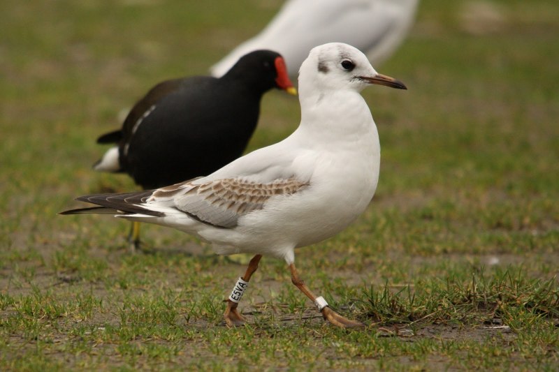 Черноголовый хохотун – Larus ichthyaetus Pallas