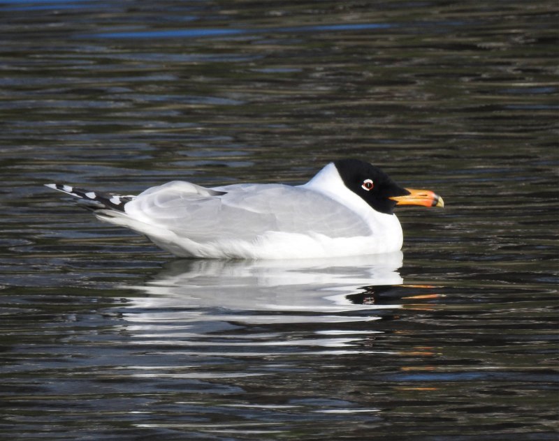 Черноголовый хохотун (Larus ichthyaetus)