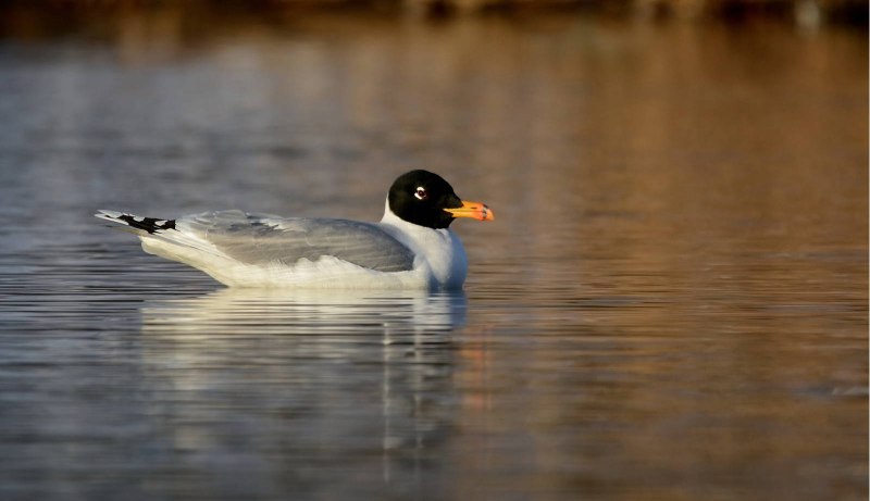 Черноголовый хохотун (Larus ichthyaetus)