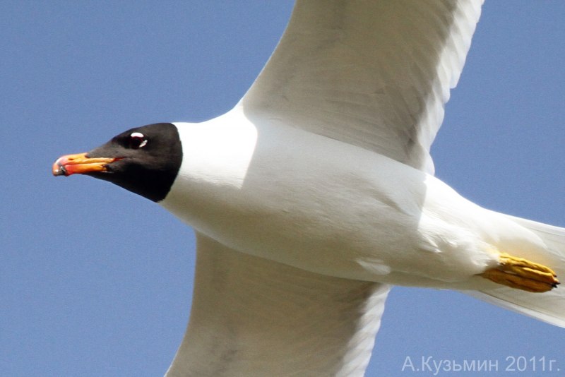 Черноголовый хохотун – Larus ichthyaetus Pallas