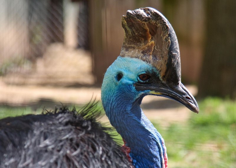 Cassowary вид сверху