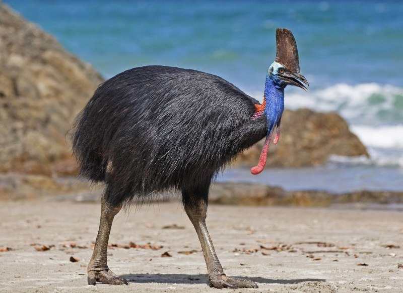 Casuarius Bennetti