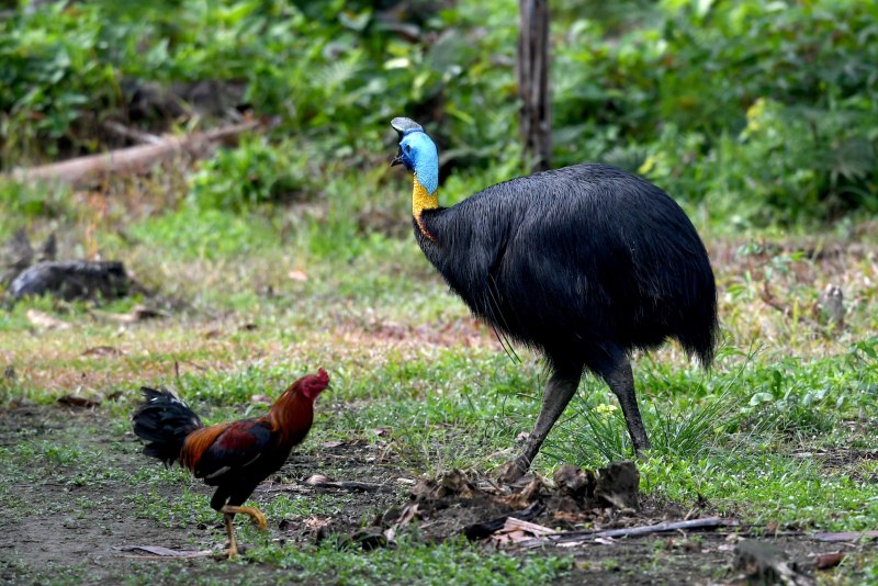 Casuarius casuarius