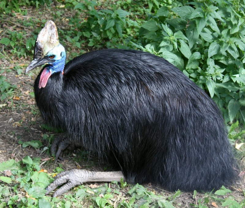 Казуар динозавр