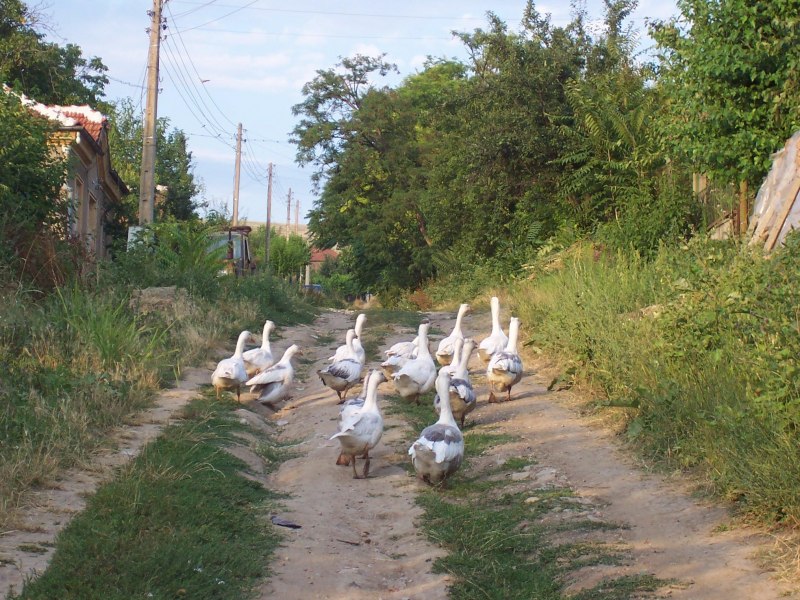 Куры гуси в деревне