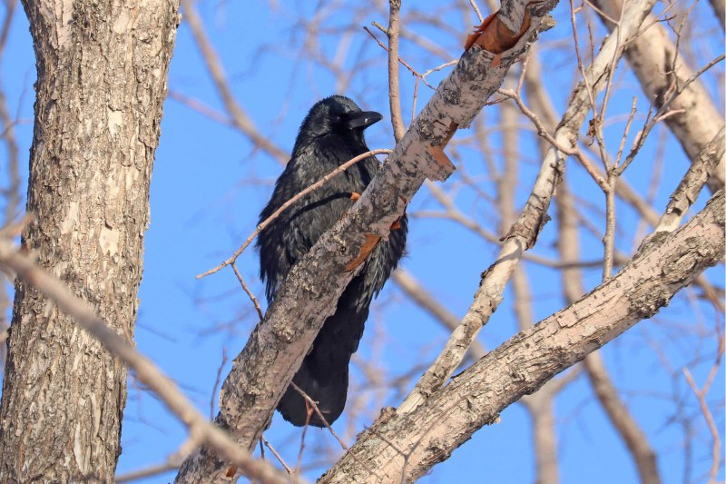 Corvus Corax гнездо