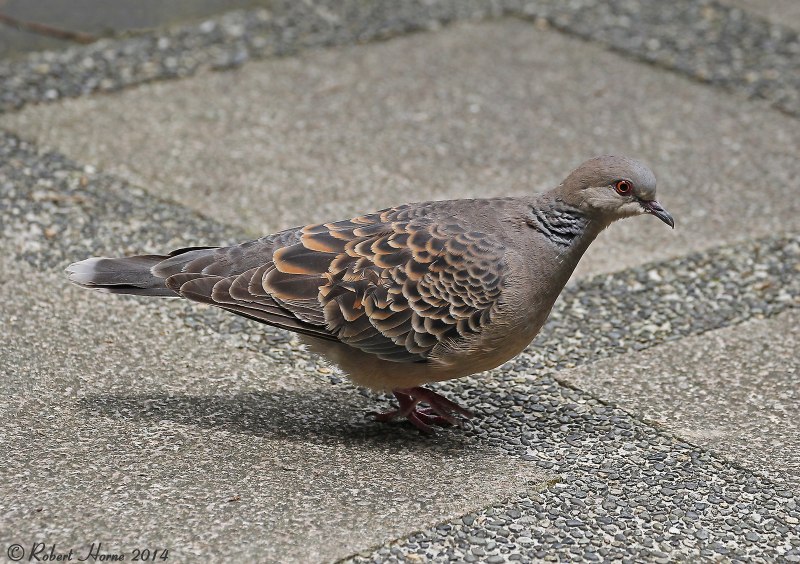 Кольчатая Горлица Streptopelia decaocto