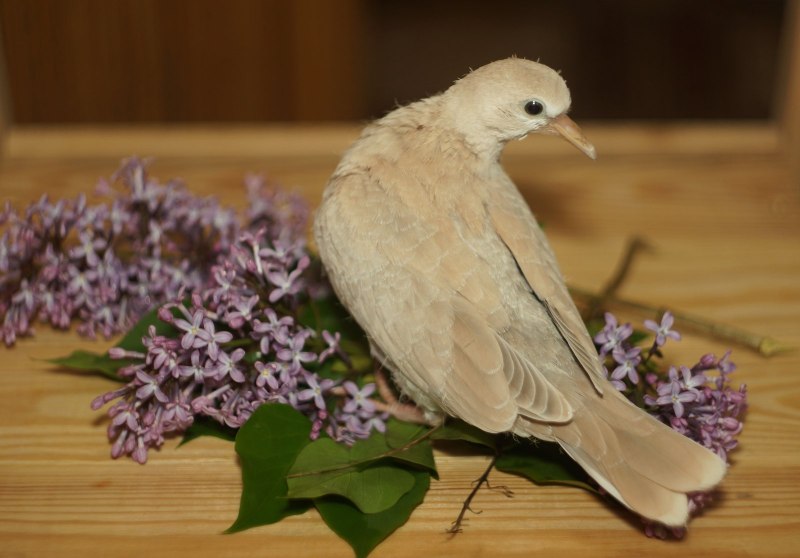 Streptopelia roseogrisea