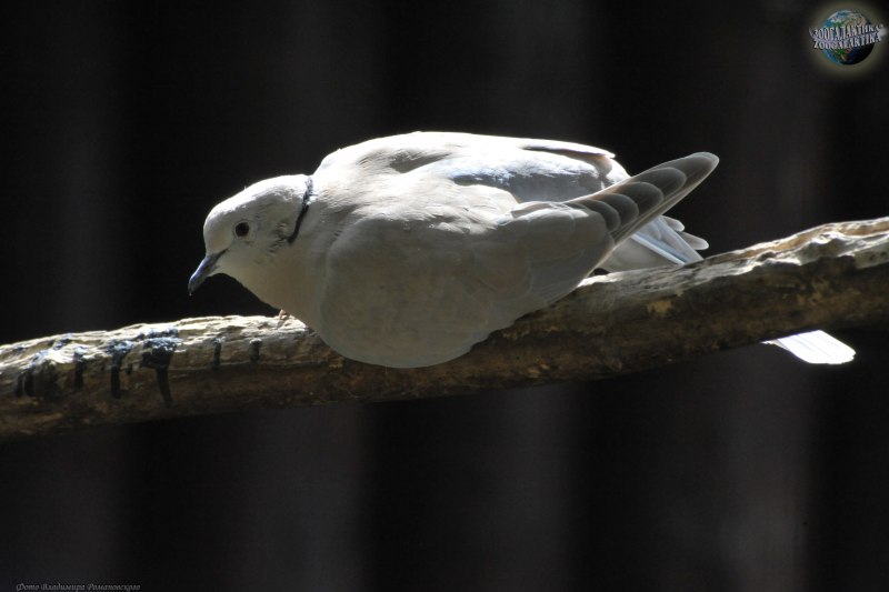 Streptopelia roseogrisea