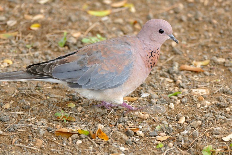 Streptopelia roseogrisea
