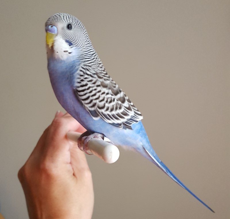 Волнистый попугай Budgie