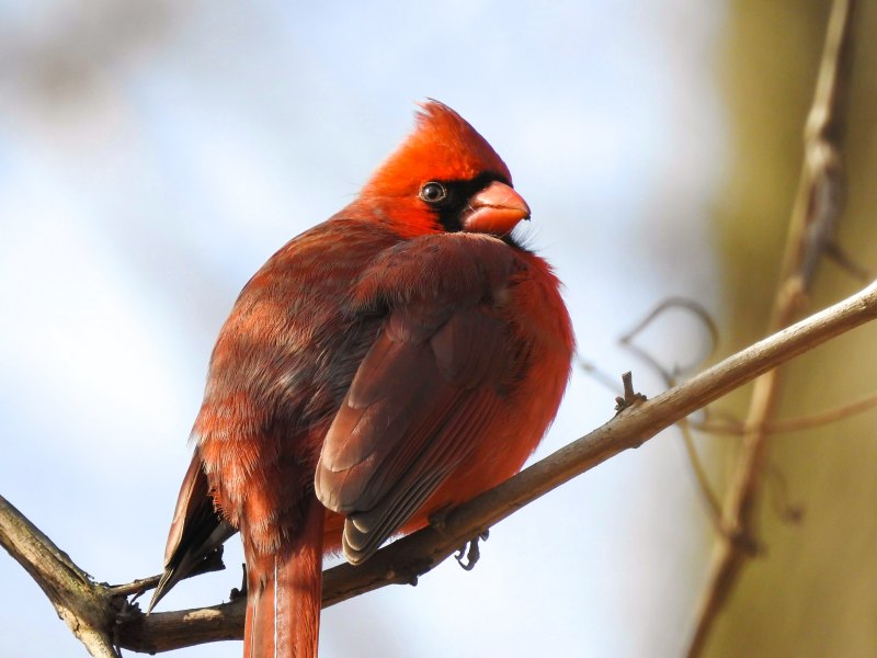 Melanerpes carolinus
