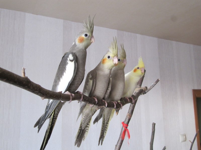 Корелла птенец