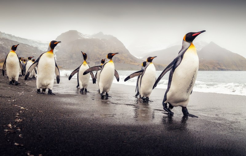 Лучшие пингвинов (48 фото)