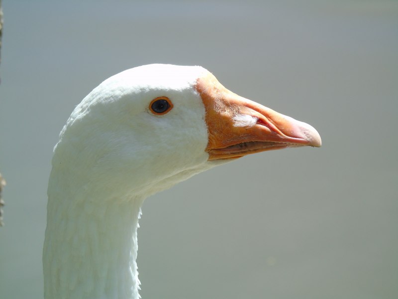 Зубы утки