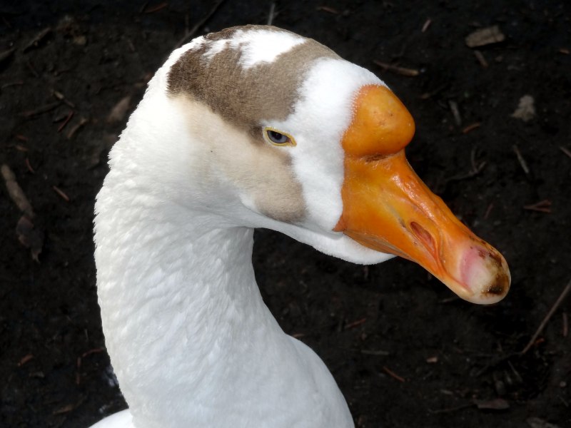Goose eats himself