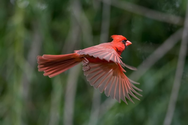 Cardinal Flying