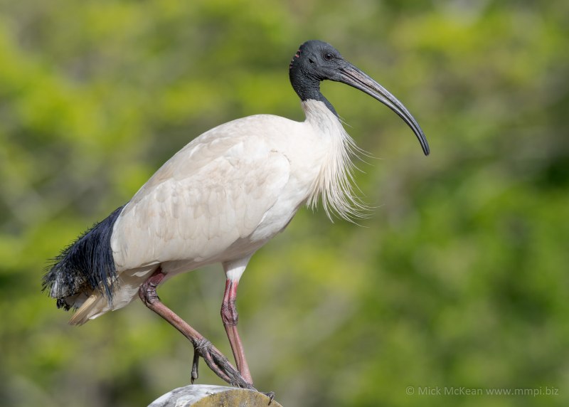 Реюньонский священный Ибис Threskiornis solitarius