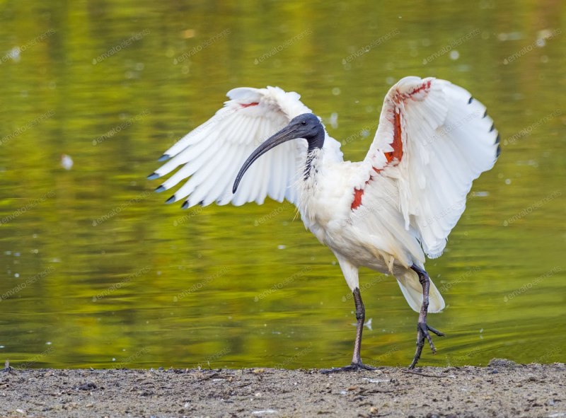 L’ibis rouge птица