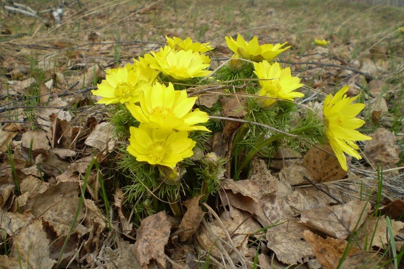 Адонис весенний (Adonis vernalis)