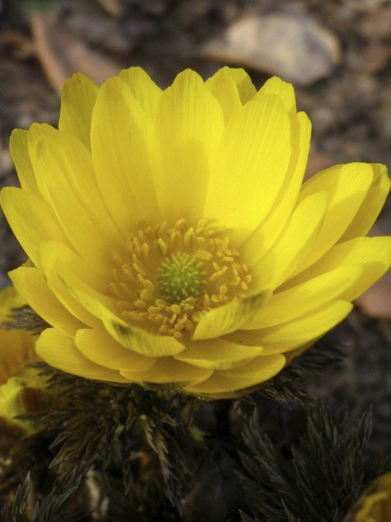 Горицвет весенний (Adonis vernalis)