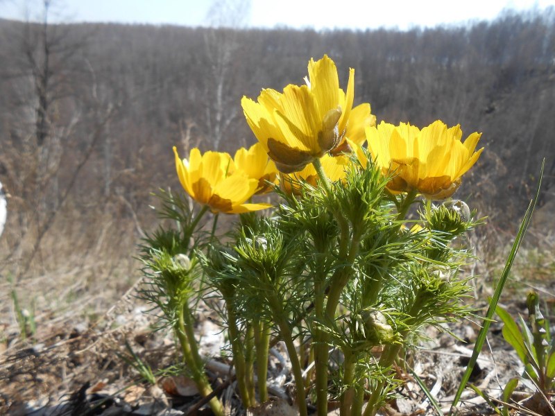 Адонис весенний – Adonis vernalis семена