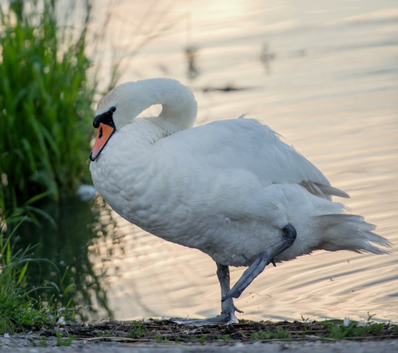 White Bird Water