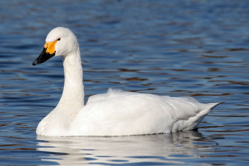 Черные лебеди немые тундра Swans upping