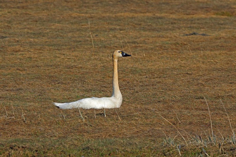 Sascalia Swan картинки