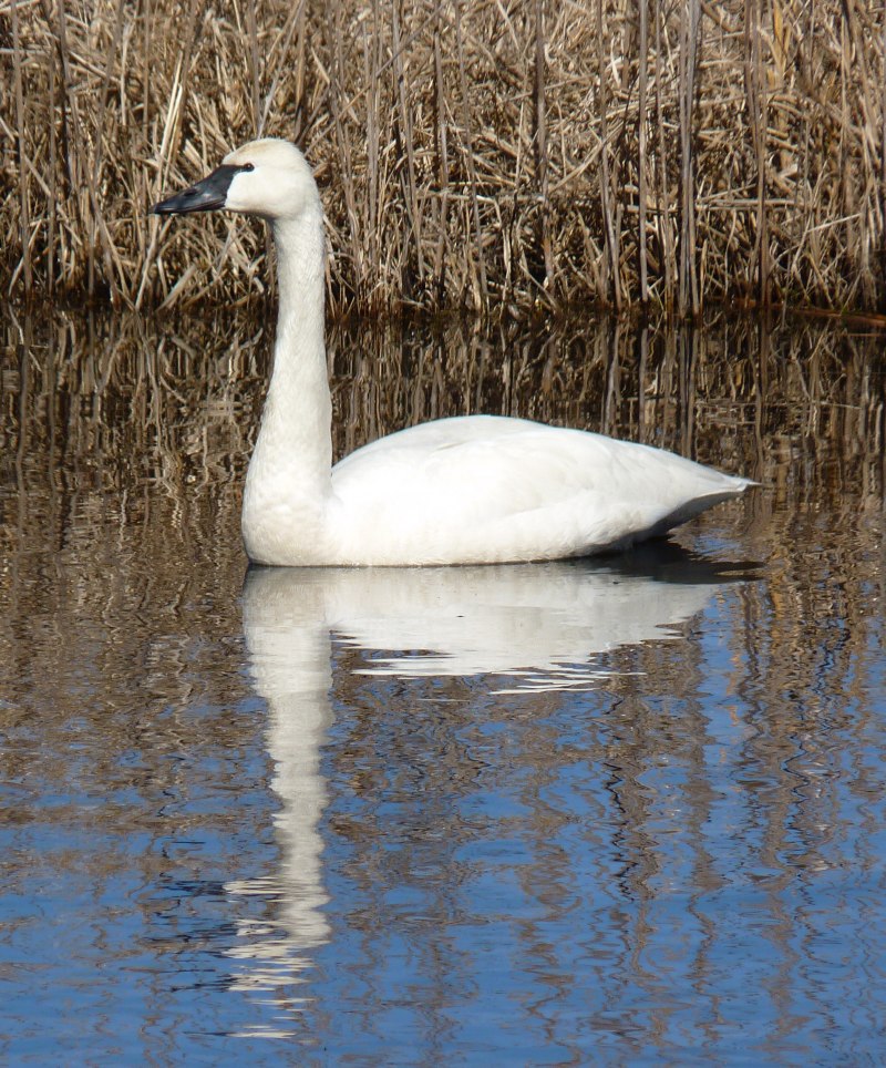 Cygnus bewickii