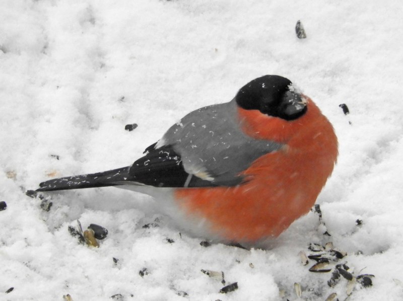 Bristol Bullfinch