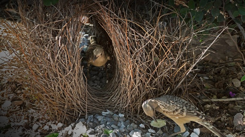 Vogelkop Bowerbird (Amblyornis inornata)